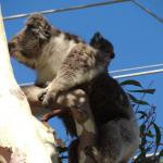 Raymond Island - Koalas